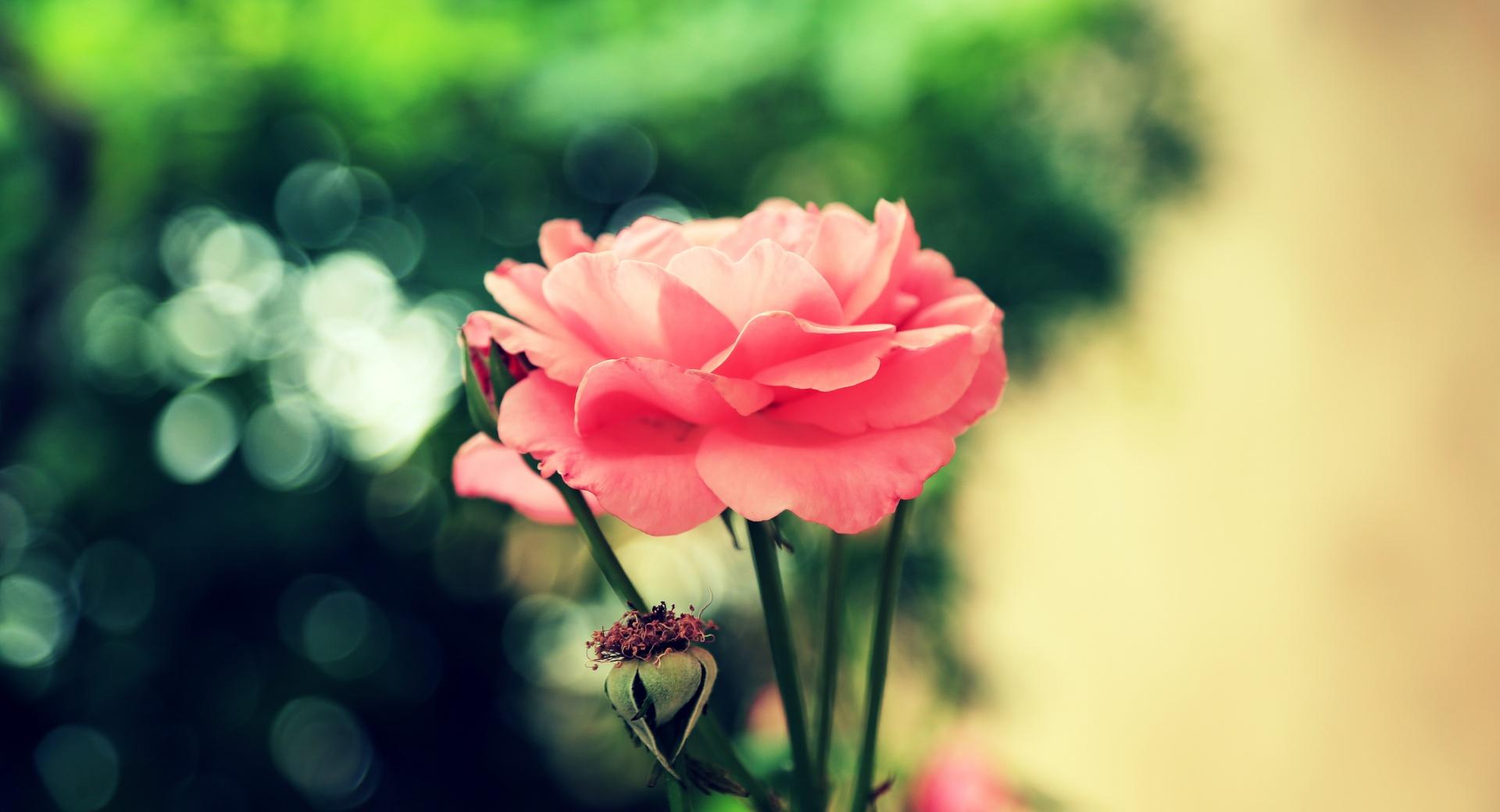 Farsejin Pink Flower at 1024 x 1024 iPad size wallpapers HD quality