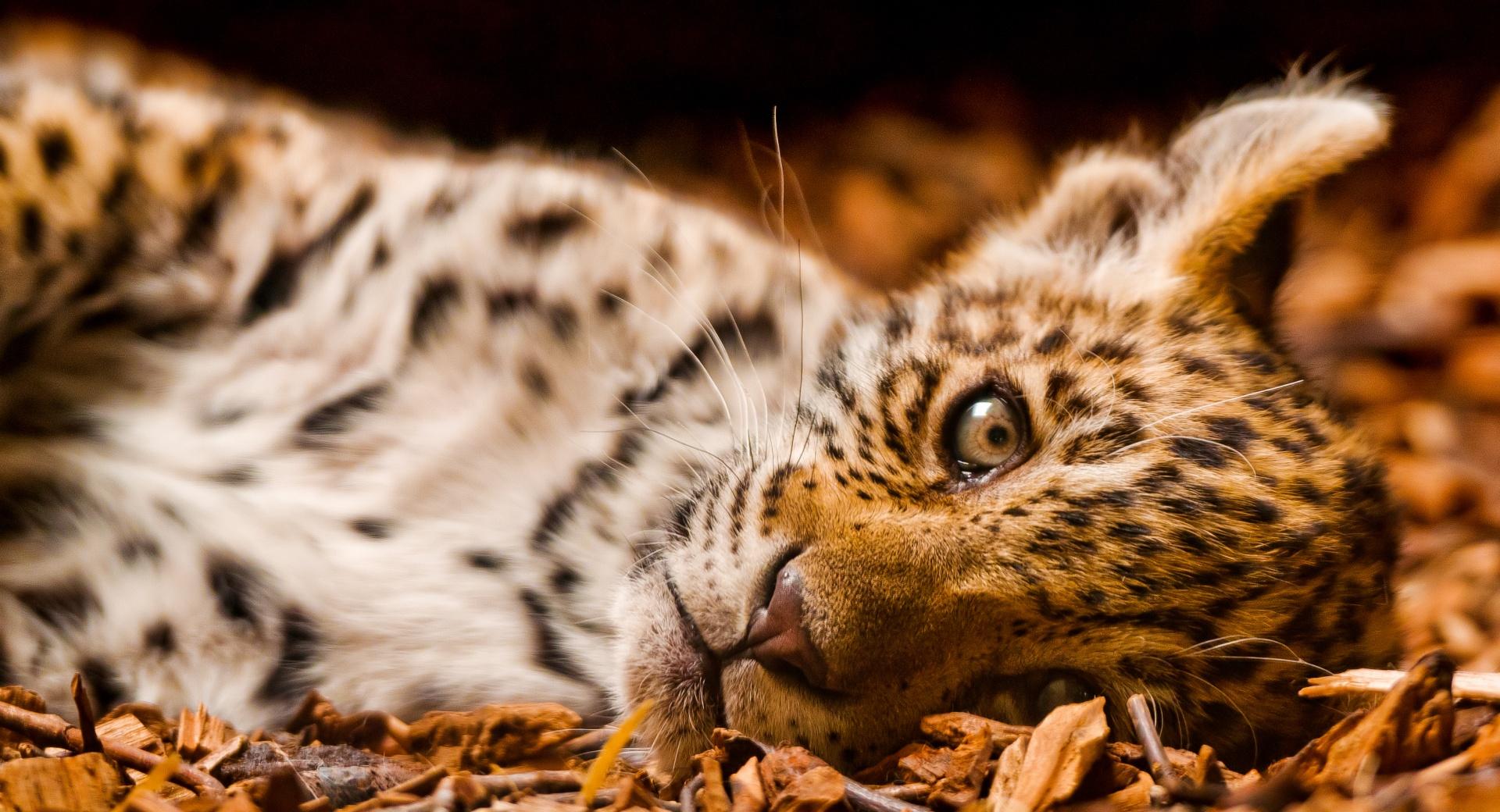 Feline Cub at 1600 x 1200 size wallpapers HD quality
