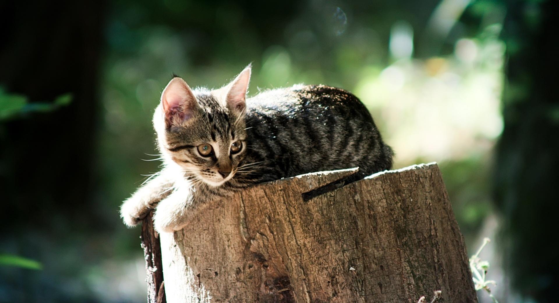Feral Kitten at 1280 x 960 size wallpapers HD quality
