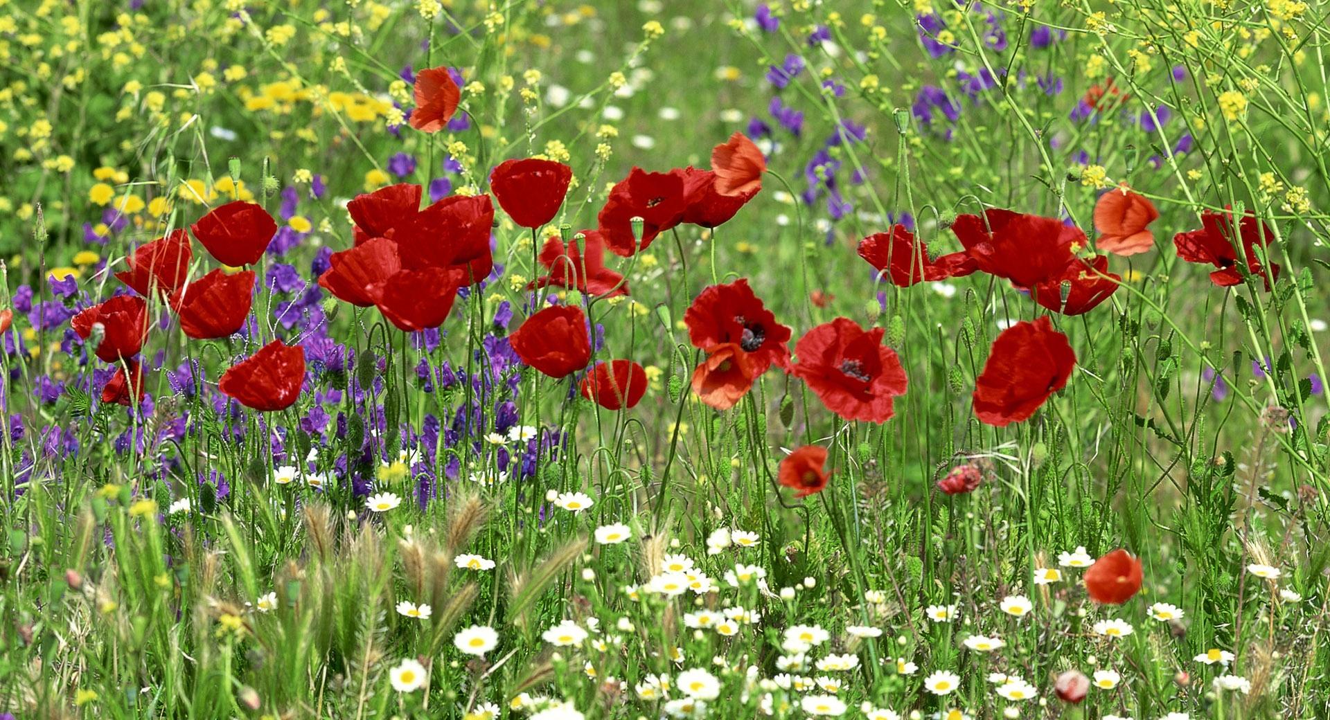 Field of Flowers at 640 x 960 iPhone 4 size wallpapers HD quality