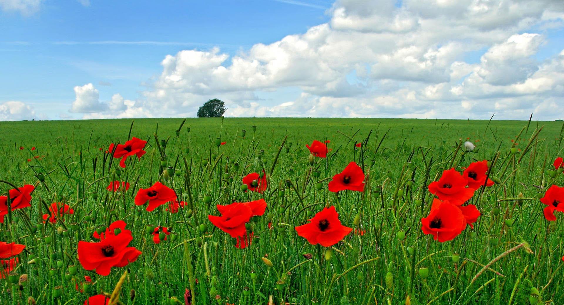 Field Of Poppies at 1152 x 864 size wallpapers HD quality