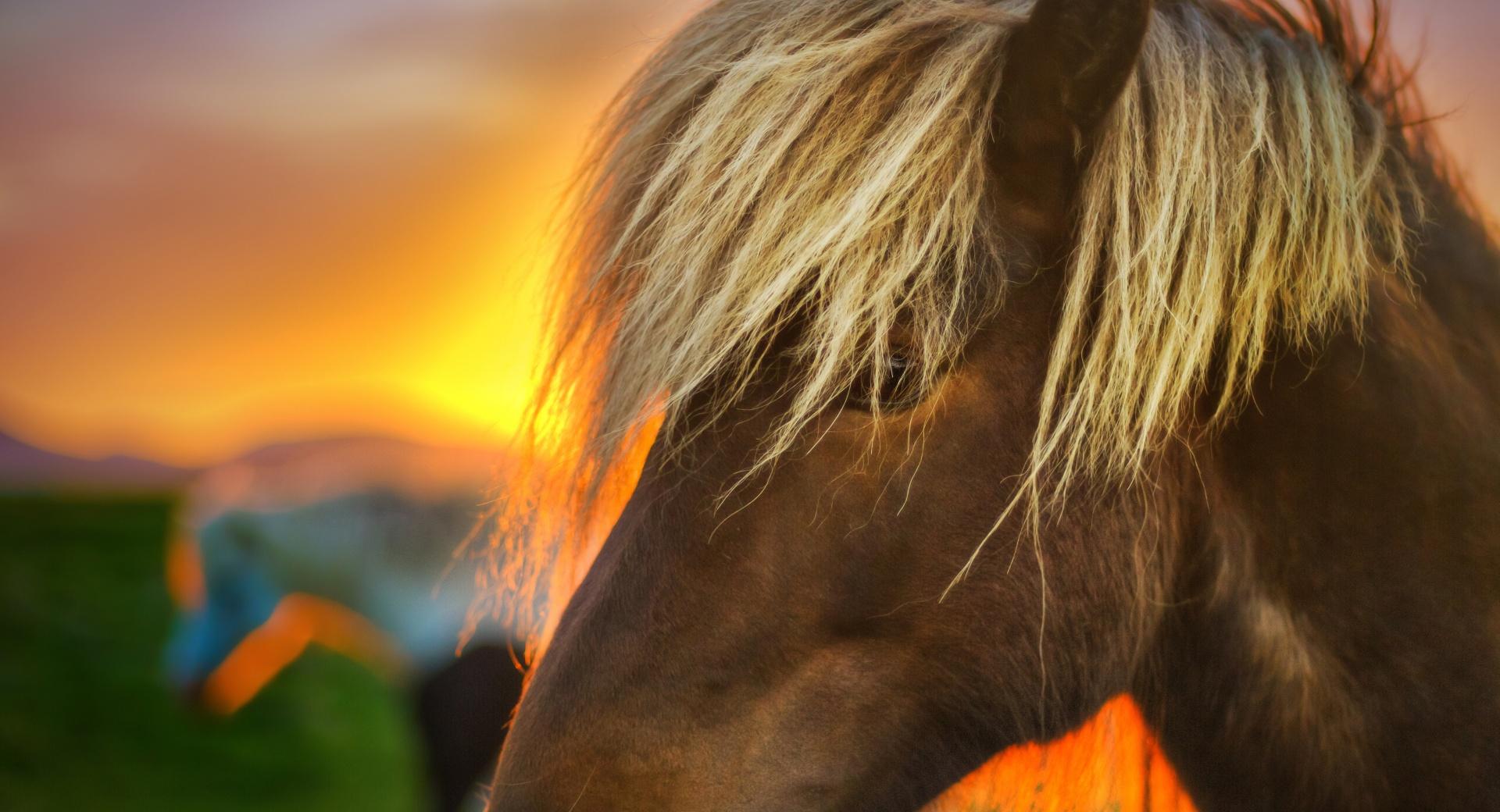 Flaxen Horse At Sunrise at 1152 x 864 size wallpapers HD quality
