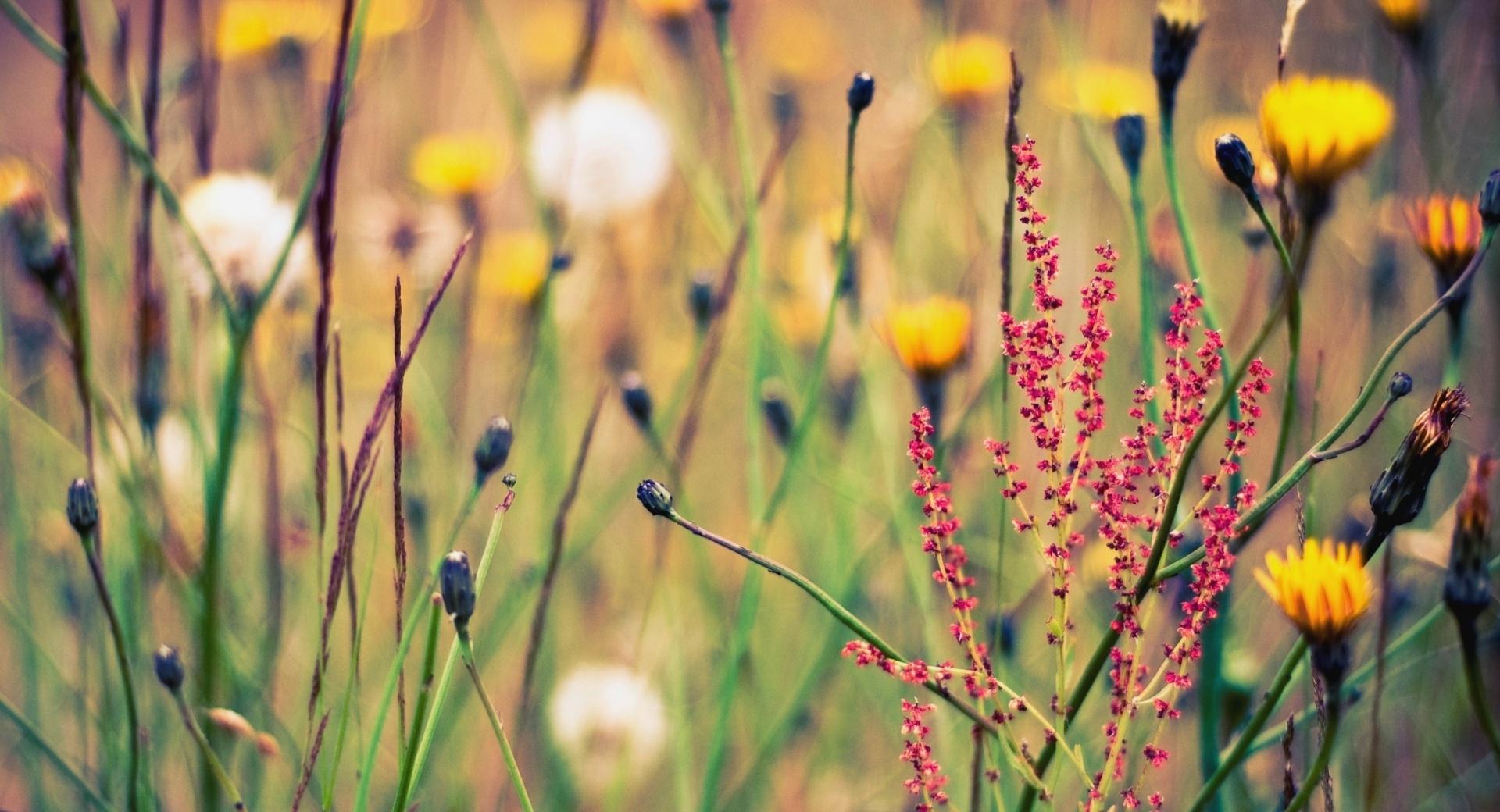 Flowers And Weeds at 640 x 960 iPhone 4 size wallpapers HD quality