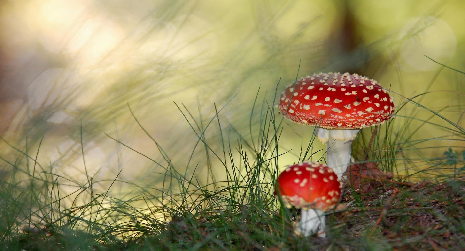 Fly Agaric Mushrooms at 1024 x 768 size wallpapers HD quality