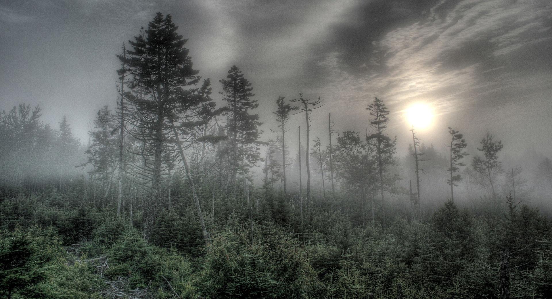 Foggy Forest HDR at 1152 x 864 size wallpapers HD quality