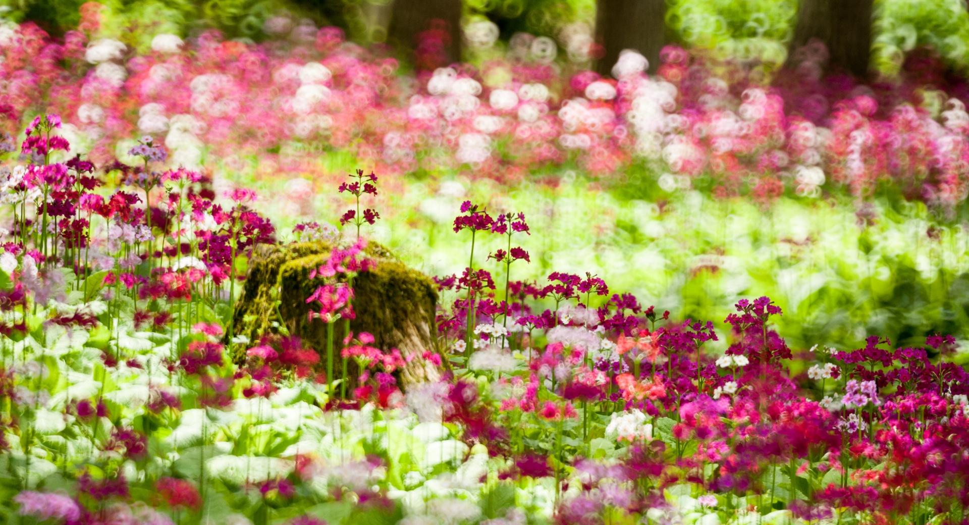 Forest Flowers, Summer at 320 x 480 iPhone size wallpapers HD quality