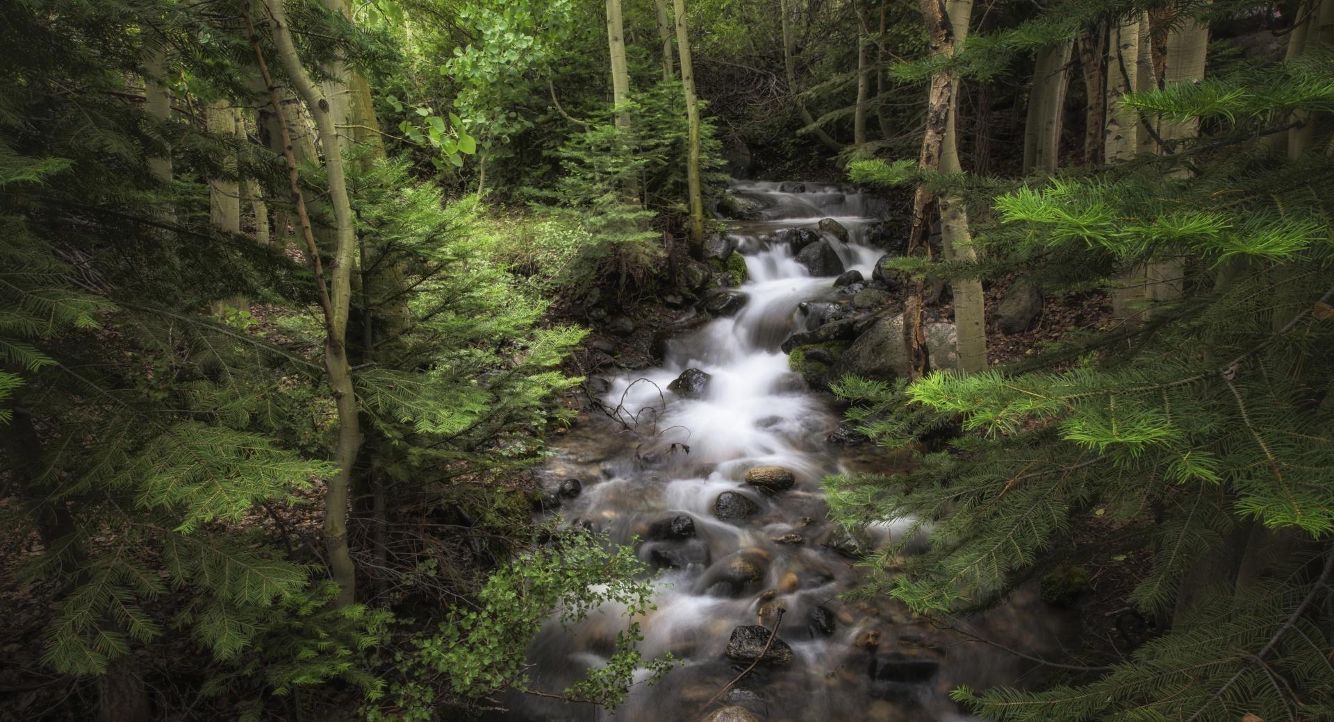 Forest Flowing Water at 750 x 1334 iPhone 6 size wallpapers HD quality