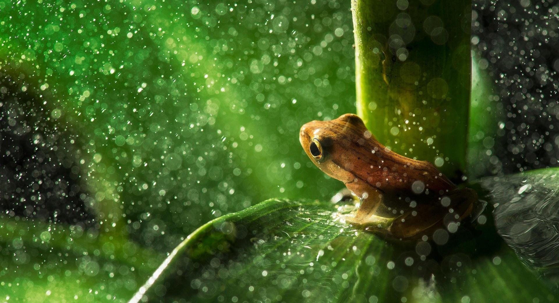 Forest Frog Rain at 1600 x 1200 size wallpapers HD quality