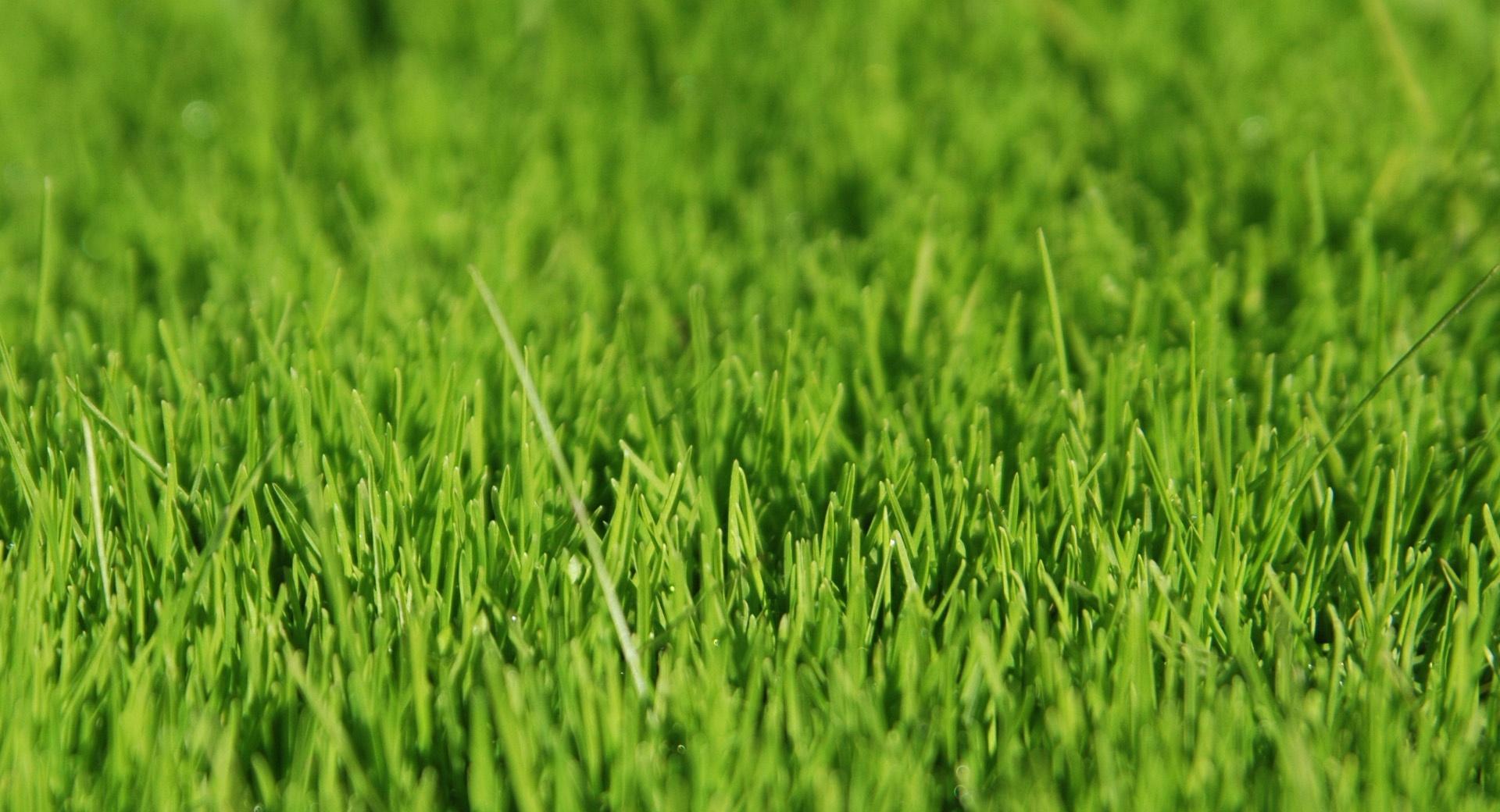 Fresh Grass at 640 x 960 iPhone 4 size wallpapers HD quality