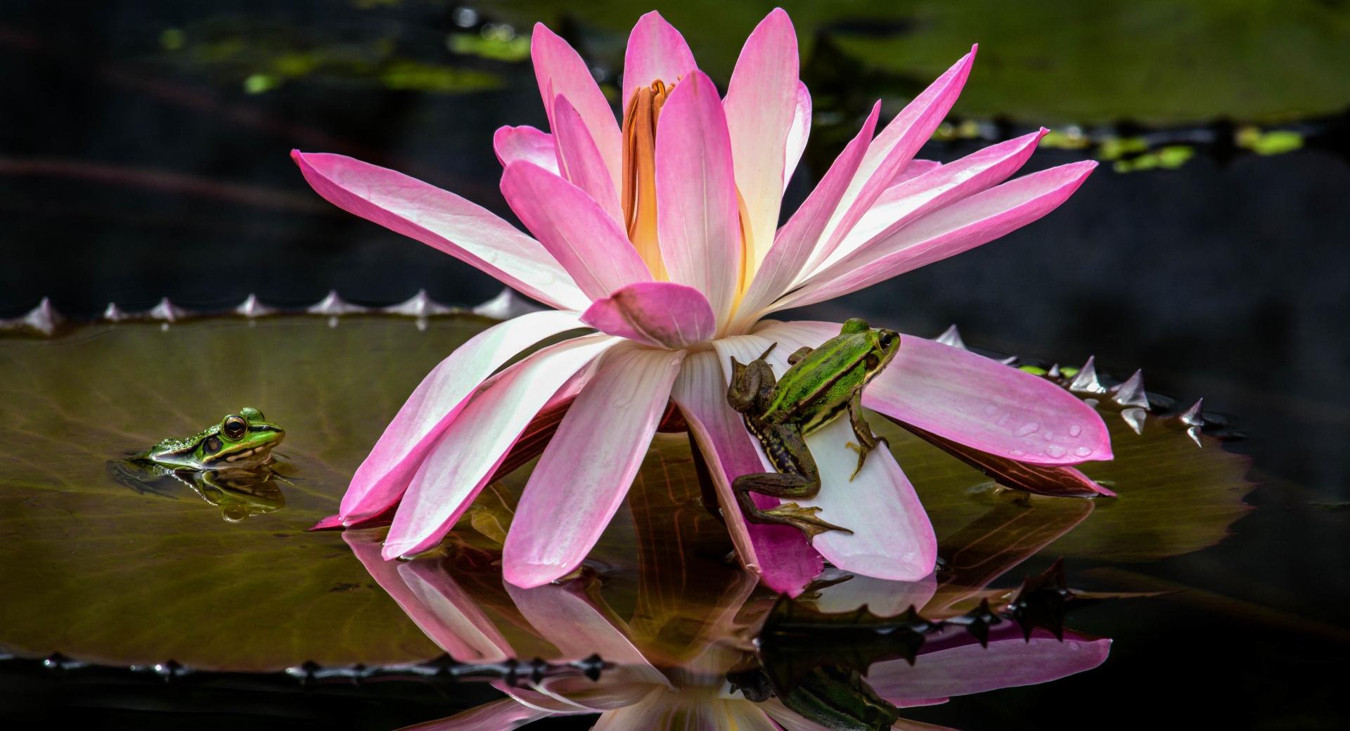 Frogs, Water Lily Flower at 1024 x 1024 iPad size wallpapers HD quality