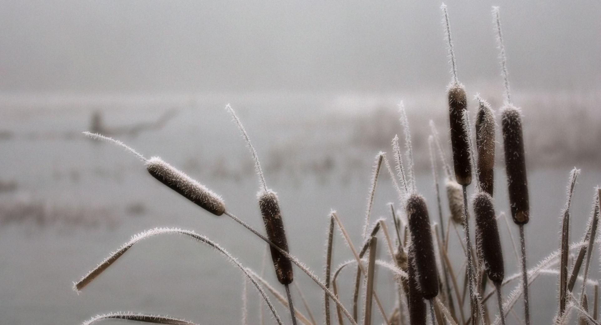 Frosted Cattails at 2048 x 2048 iPad size wallpapers HD quality