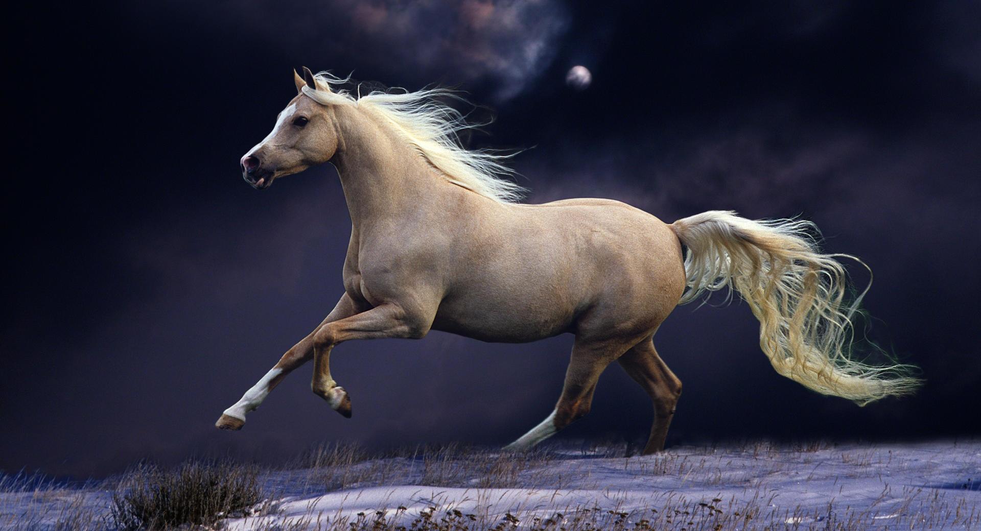 Galloping At Night at 1280 x 960 size wallpapers HD quality