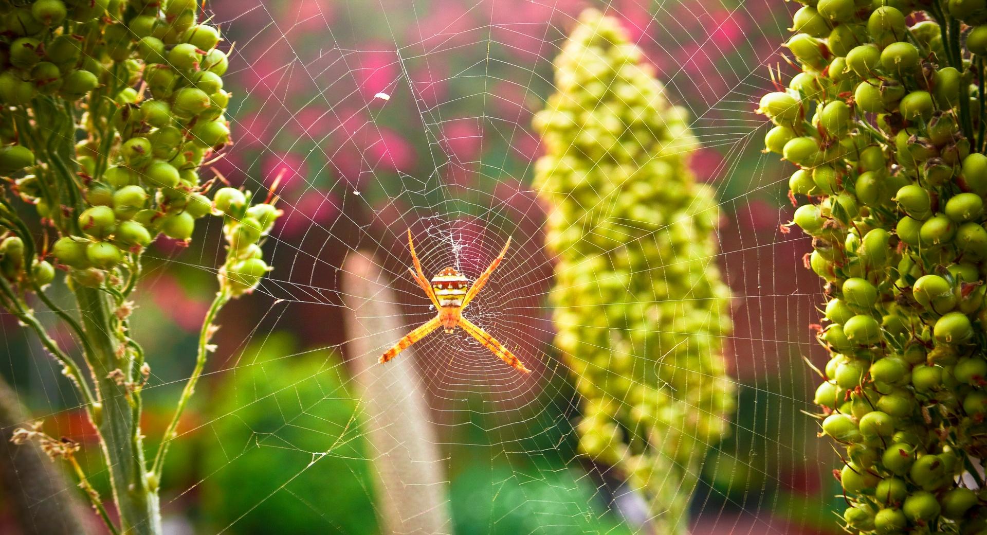 Garden Spider wallpapers HD quality