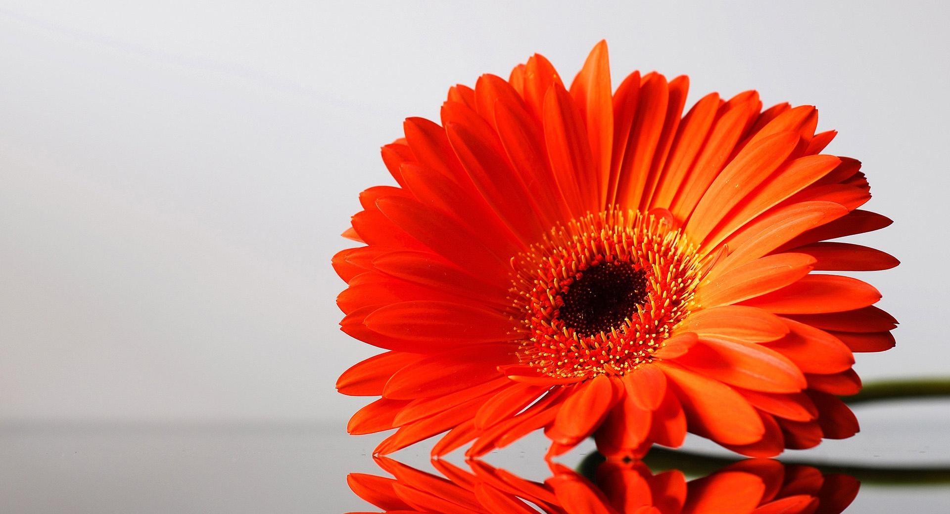 Gerbera Daisies Flowers at 1024 x 1024 iPad size wallpapers HD quality