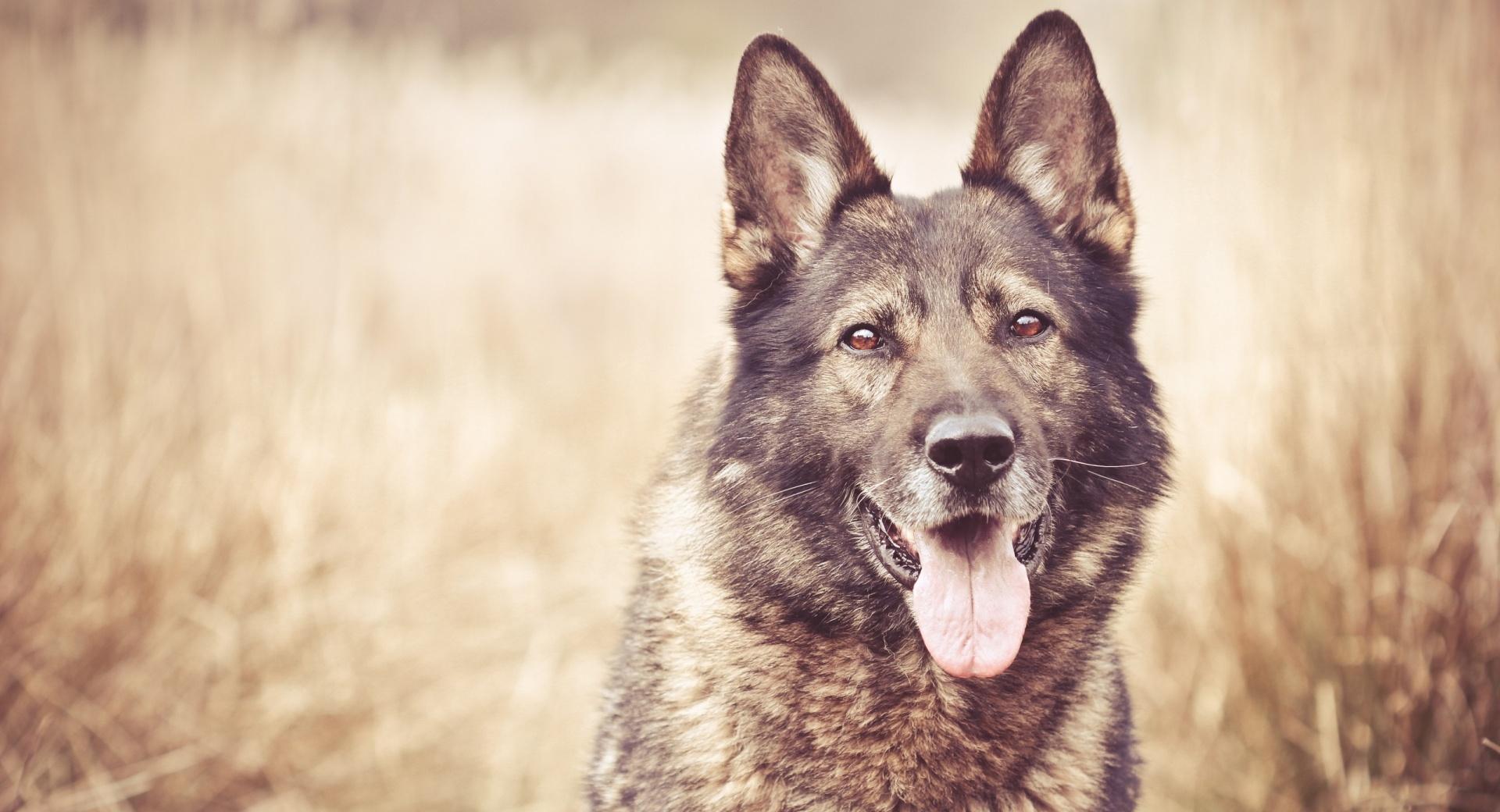 German Shepherd Dog at 1152 x 864 size wallpapers HD quality