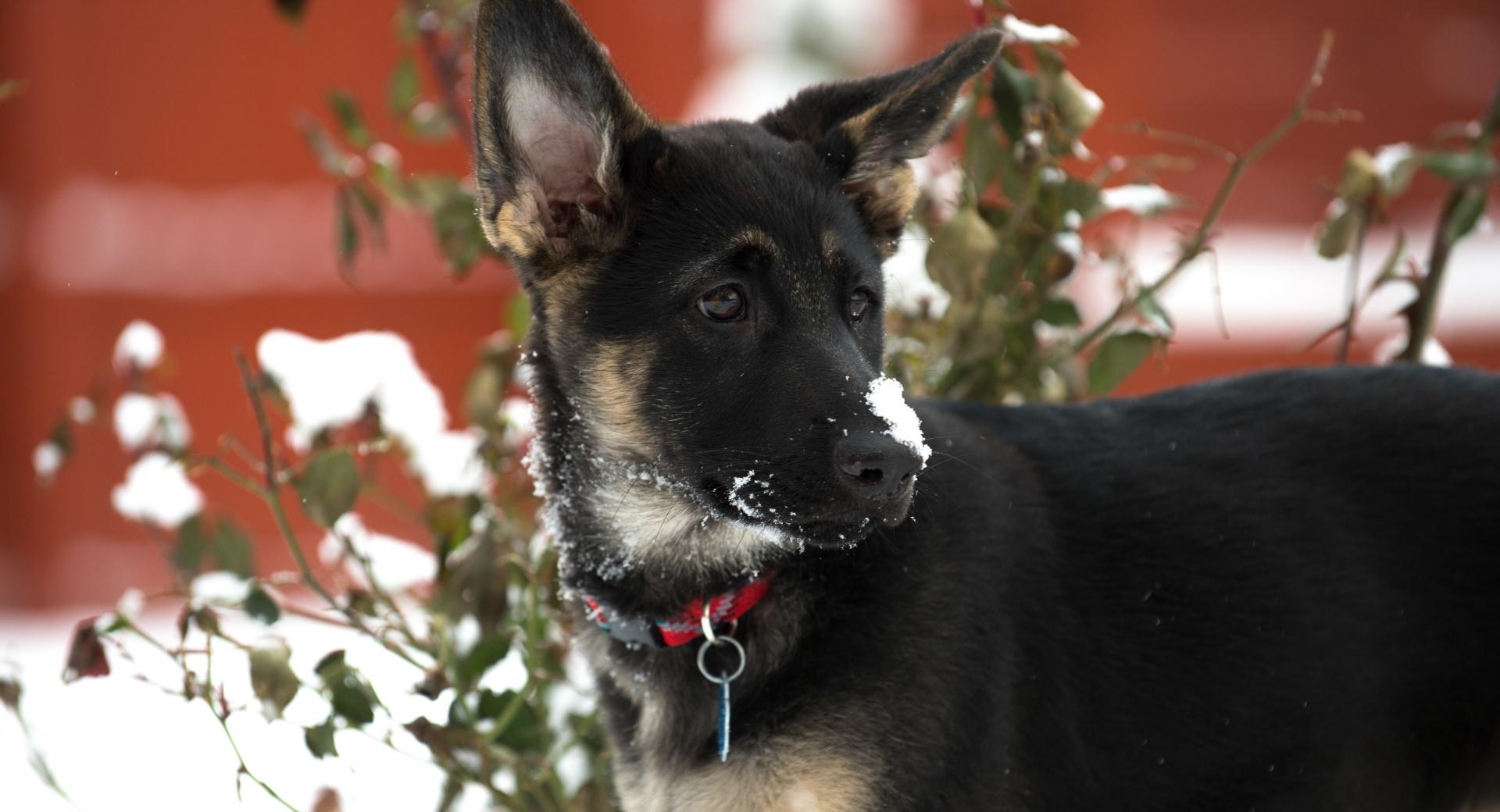 German Shepherd Puppy Snow at 1024 x 1024 iPad size wallpapers HD quality