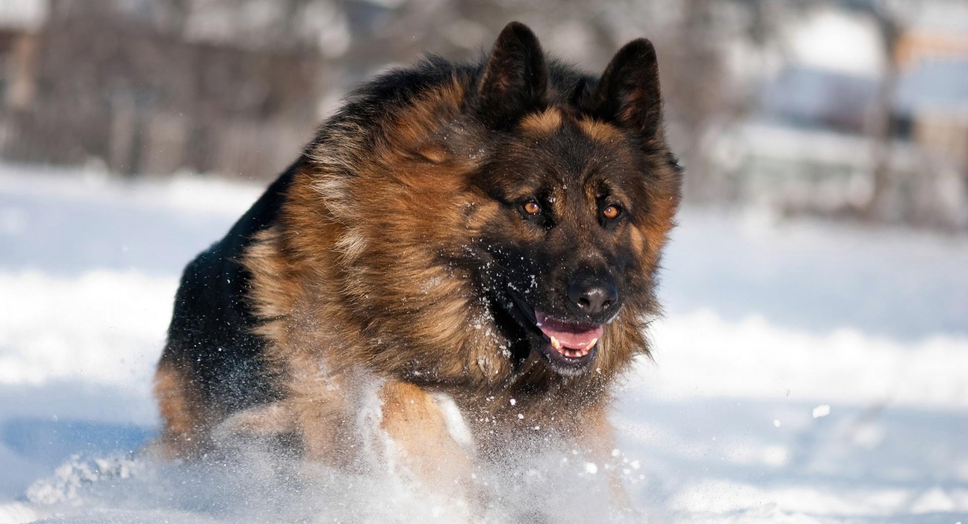German Shepherd Running In Snow at 640 x 960 iPhone 4 size wallpapers HD quality
