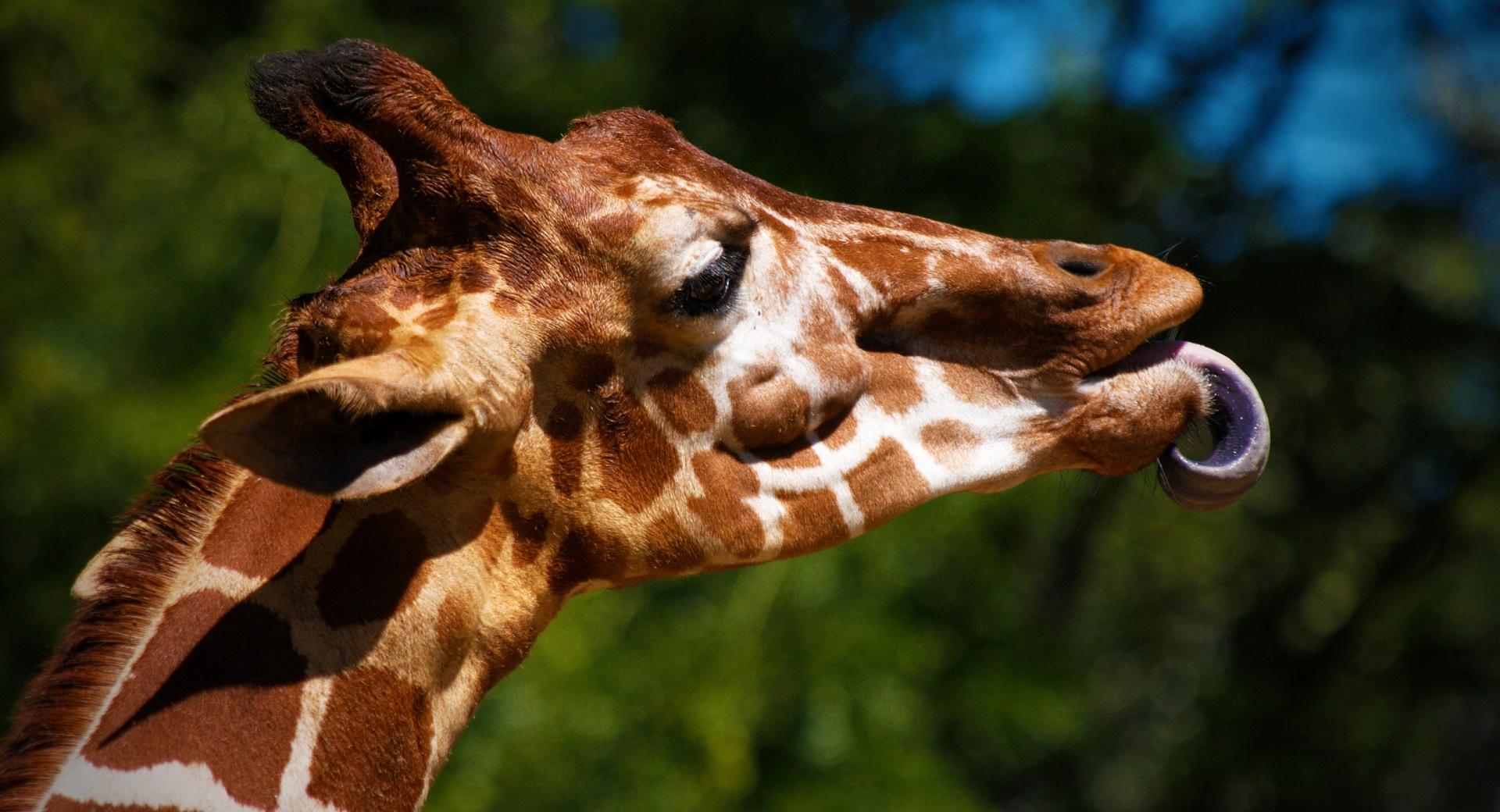 Giraffe Sticking Its Tongue Out at 640 x 960 iPhone 4 size wallpapers HD quality