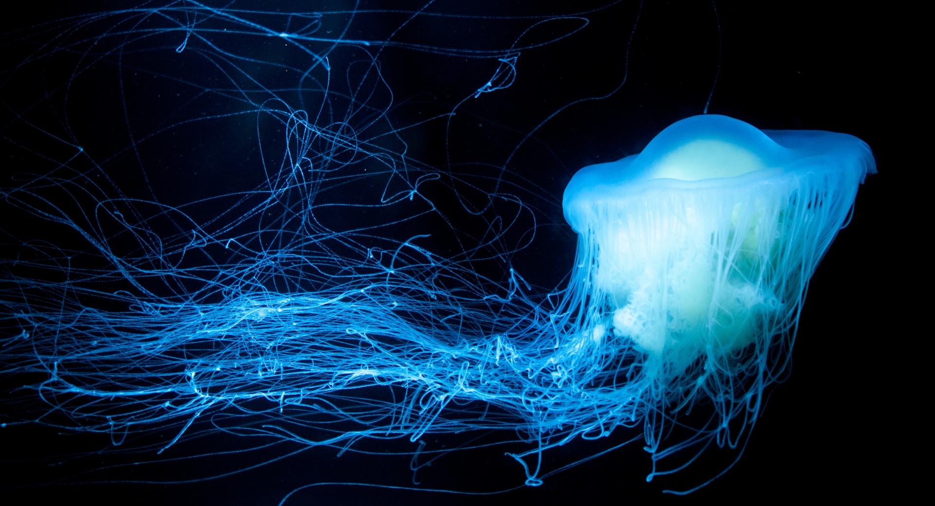 Glowing Jellyfish wallpapers HD quality