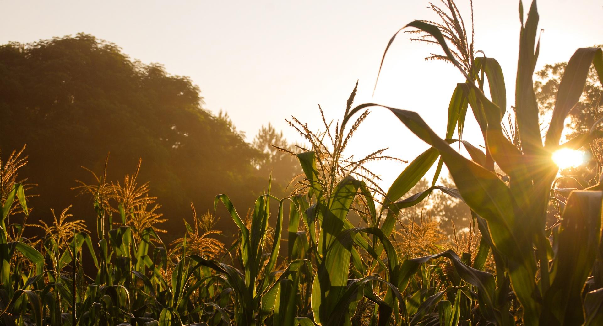 Golden Corn wallpapers HD quality