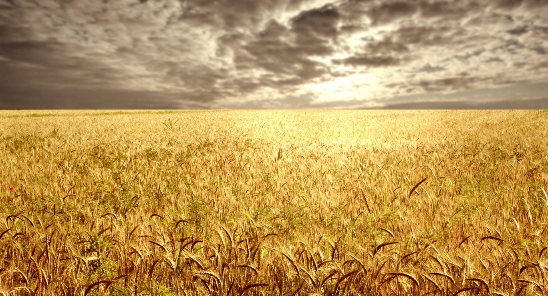 Golden Field wallpapers HD quality