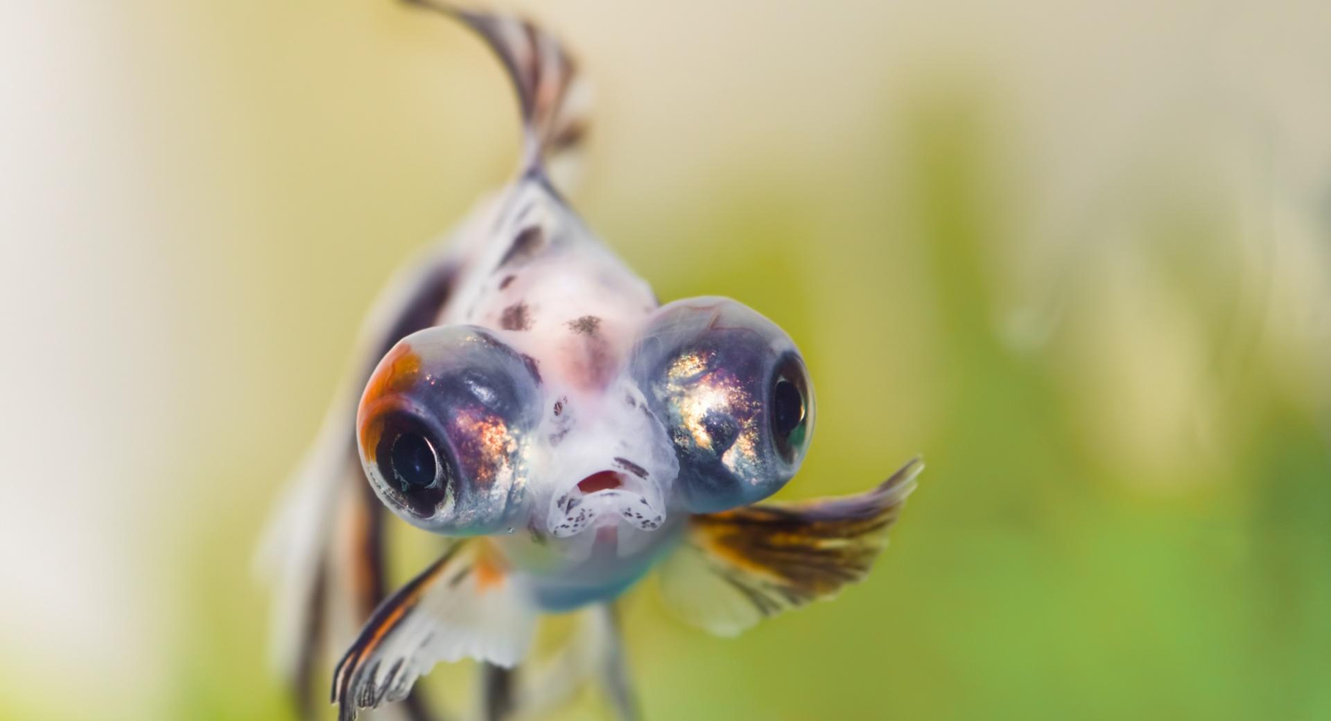Goldfish Telescope Eyes at 1152 x 864 size wallpapers HD quality