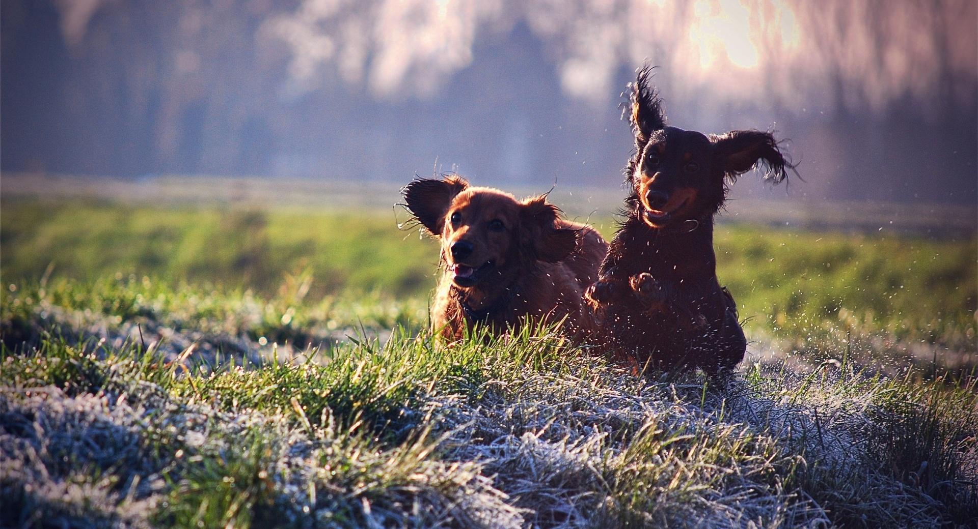 Gordon Setter Running In Field wallpapers HD quality