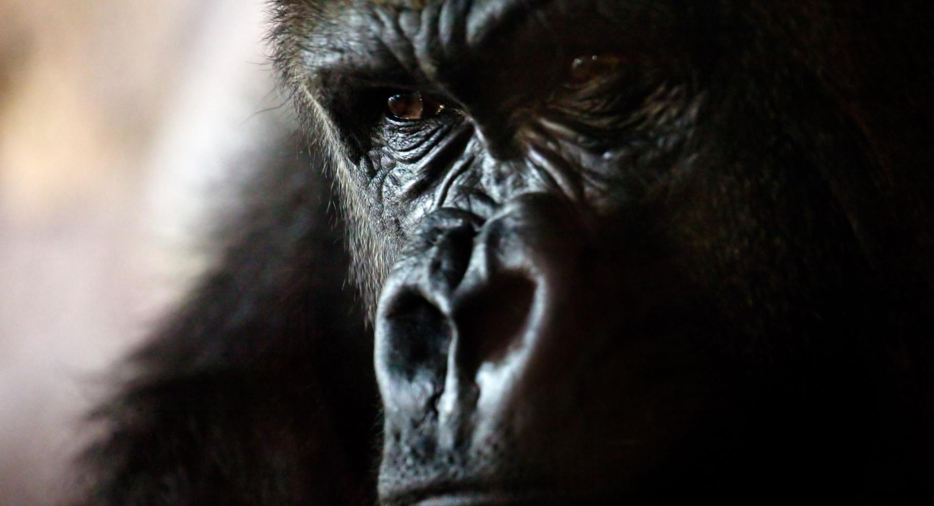 Gorilla Portrait at 1024 x 1024 iPad size wallpapers HD quality