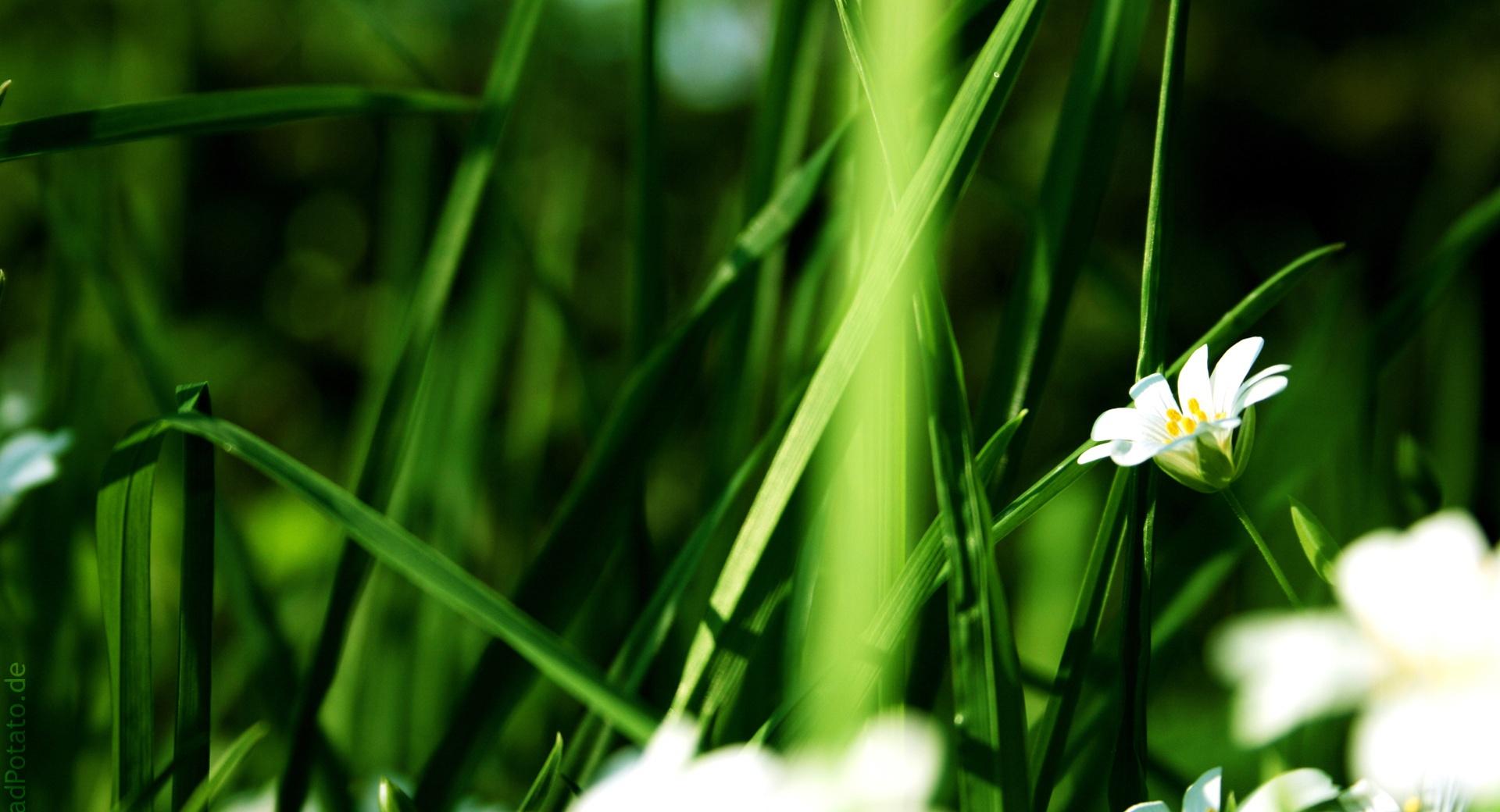 Grass And White Flowers at 640 x 1136 iPhone 5 size wallpapers HD quality
