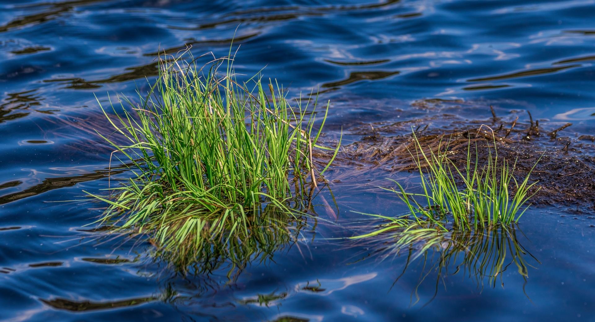 Grass in Lake at 320 x 480 iPhone size wallpapers HD quality