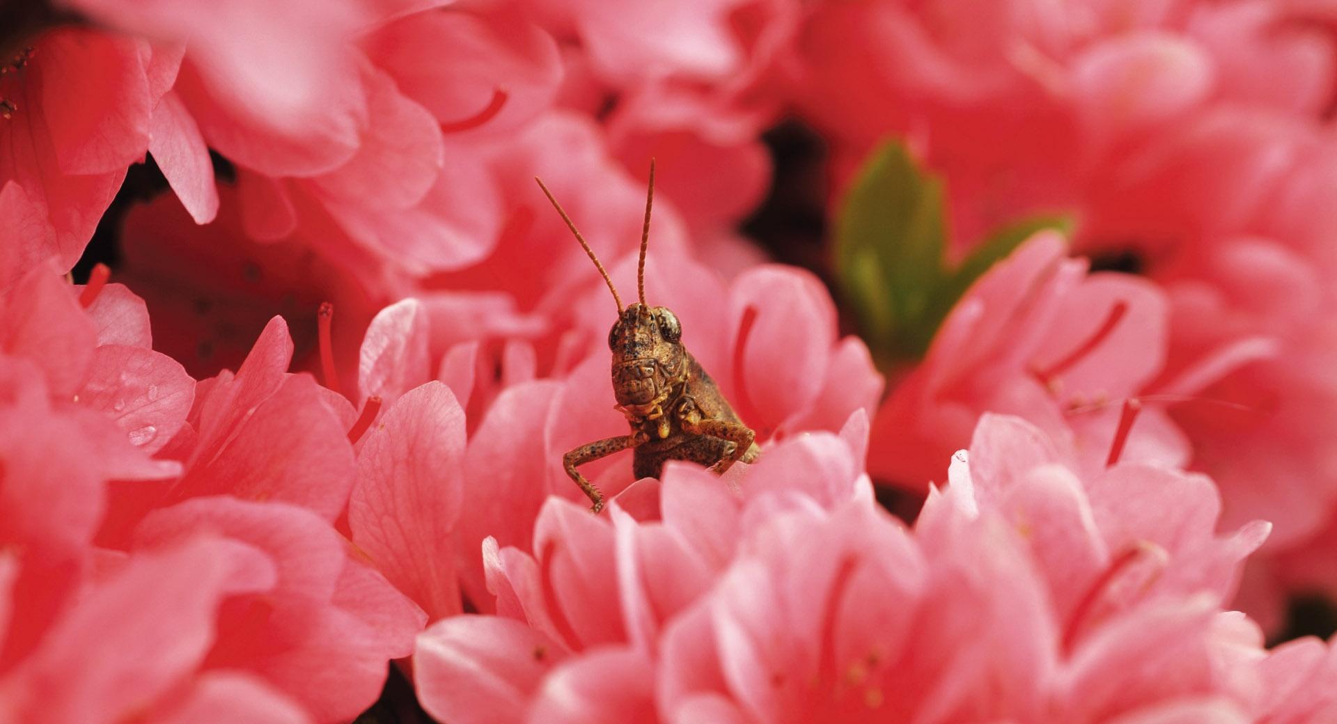 Grasshopper Among Flowers at 1152 x 864 size wallpapers HD quality