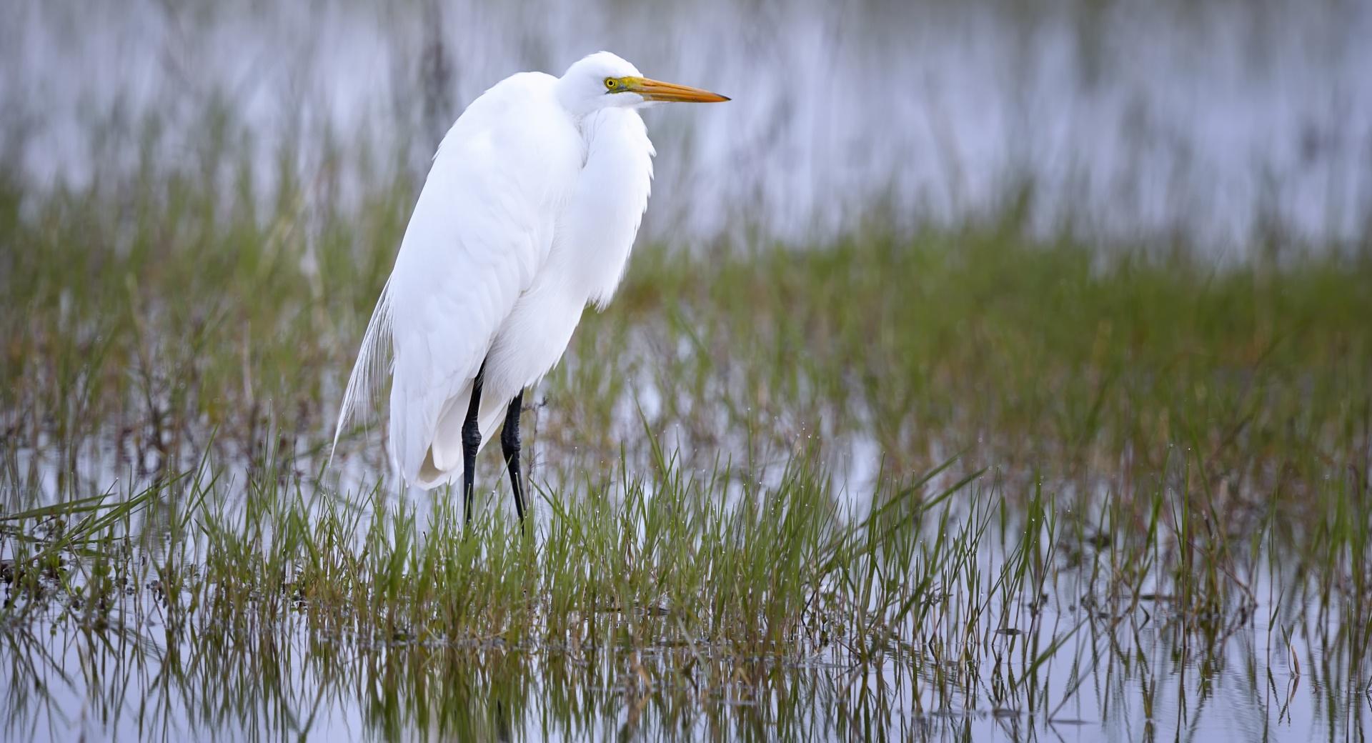 Great Egret Bird at 640 x 960 iPhone 4 size wallpapers HD quality