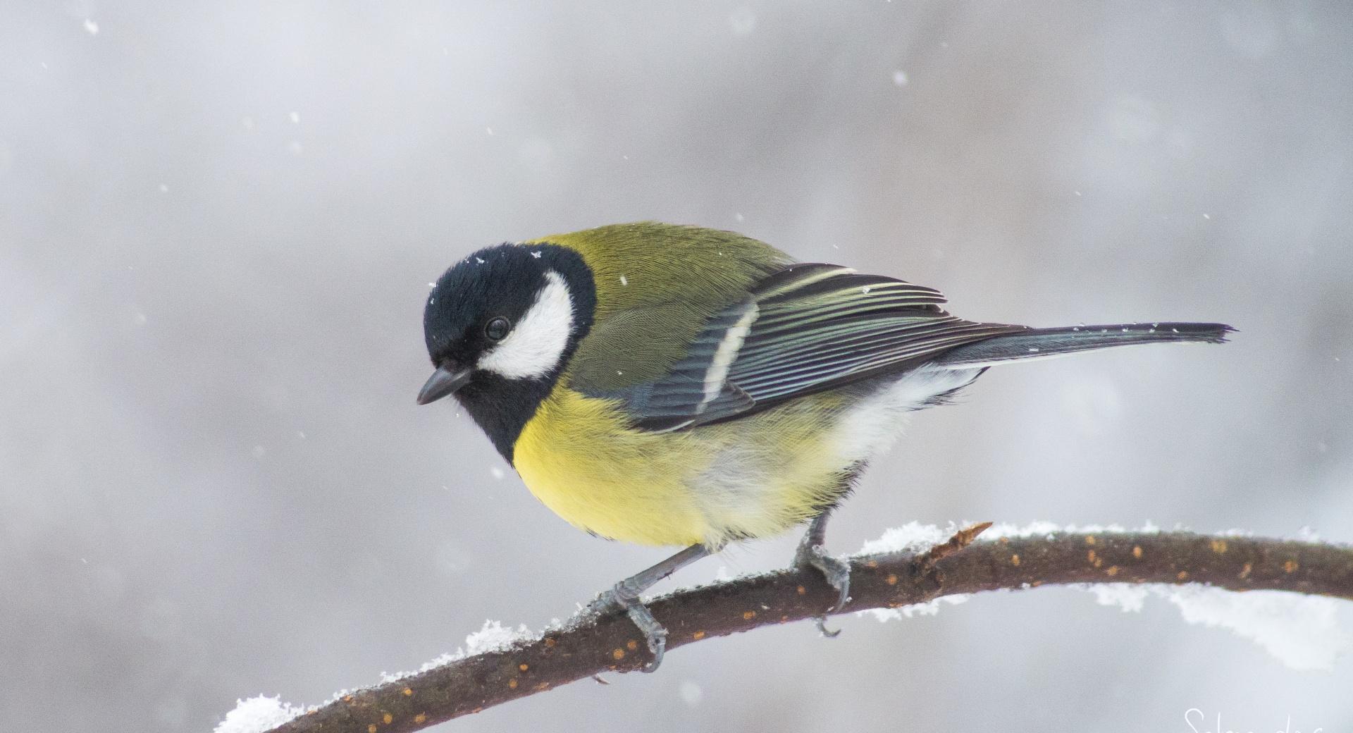 Great Tit In A Snowfall at 1152 x 864 size wallpapers HD quality