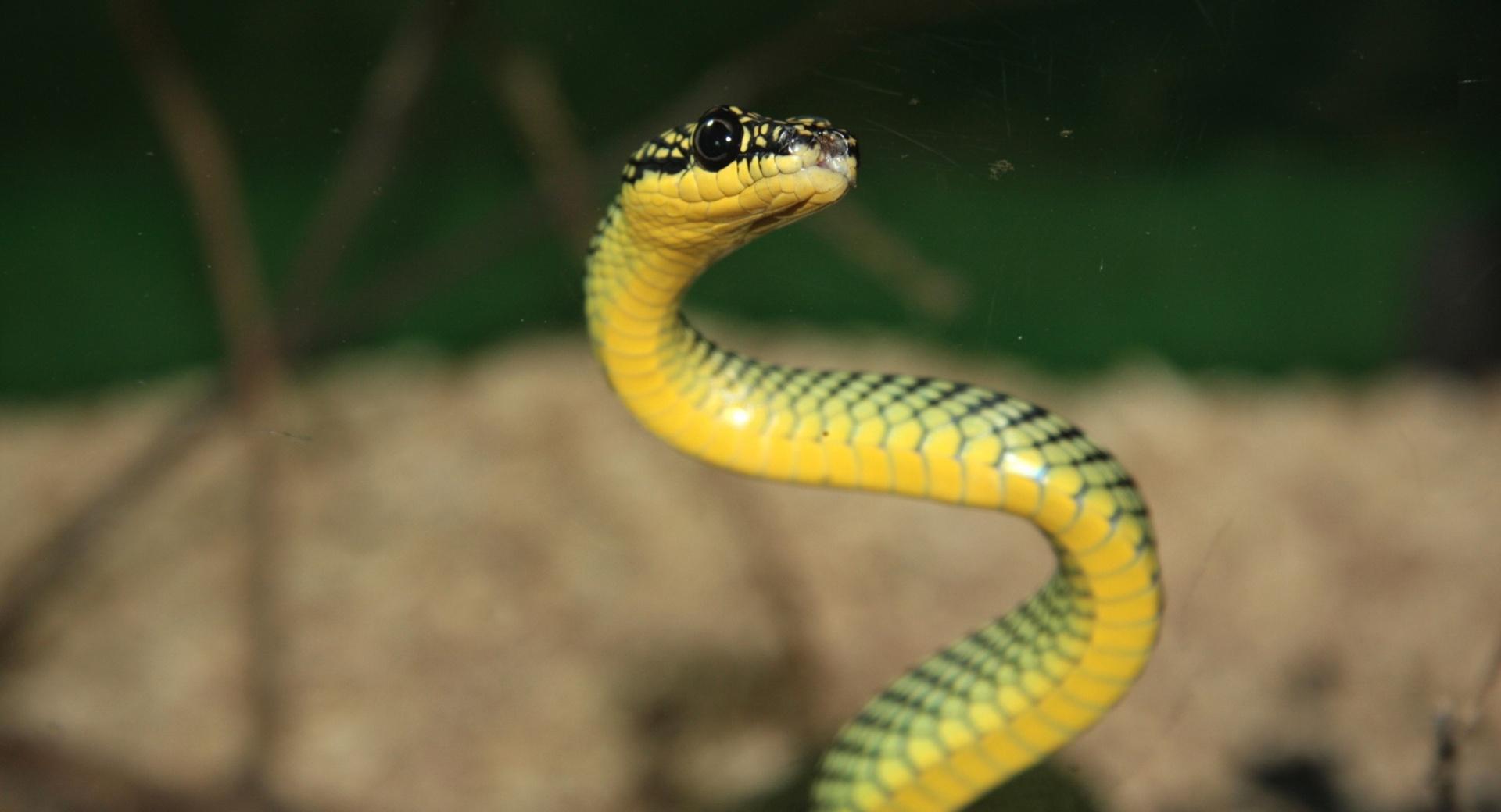 Green And Yellow Snake at 320 x 480 iPhone size wallpapers HD quality