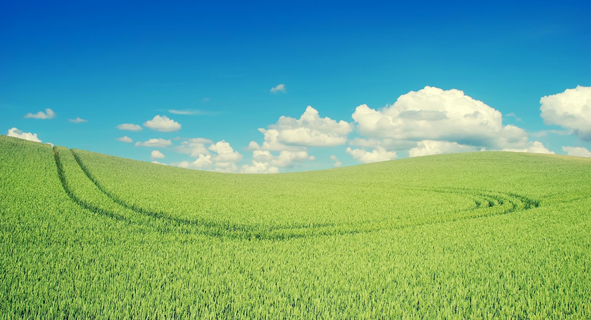 Green Crops at 1152 x 864 size wallpapers HD quality