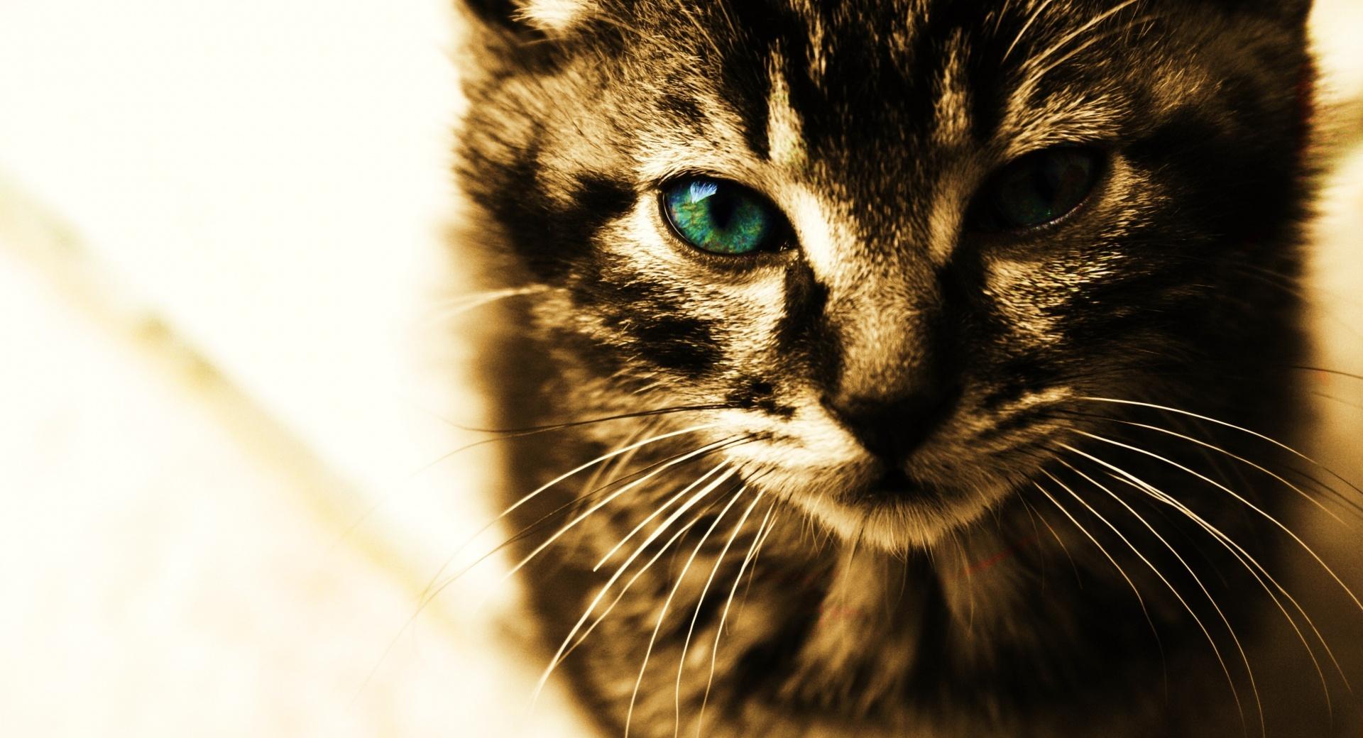 Green Eyes Kitten at 640 x 960 iPhone 4 size wallpapers HD quality