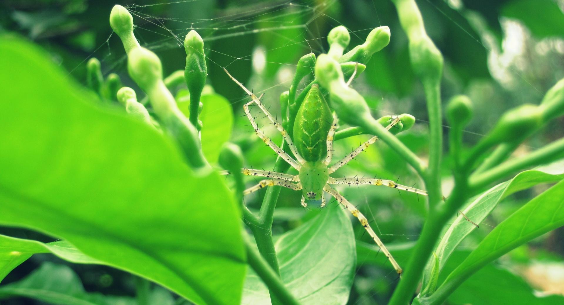 Green Lynx Spider at 320 x 480 iPhone size wallpapers HD quality