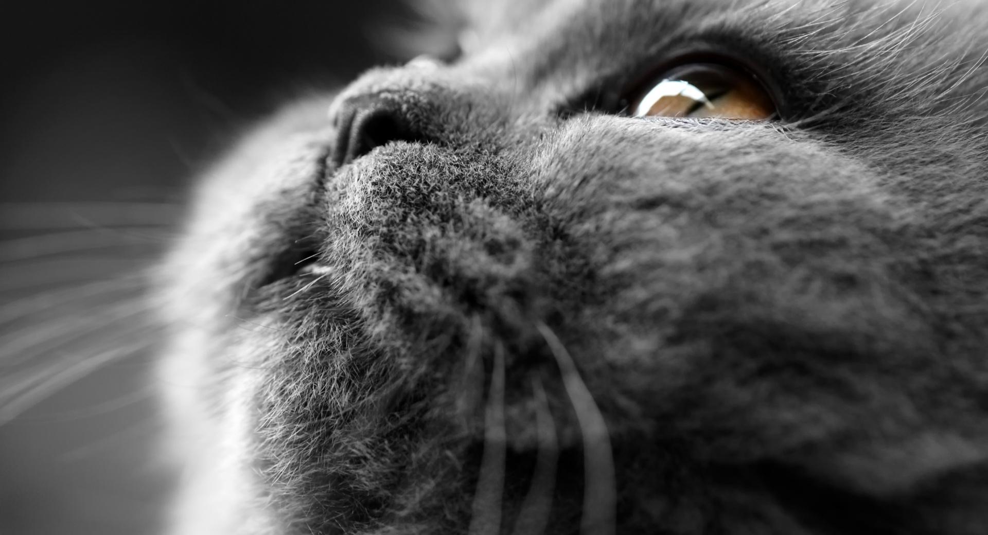 Grey Cat Face at 1152 x 864 size wallpapers HD quality