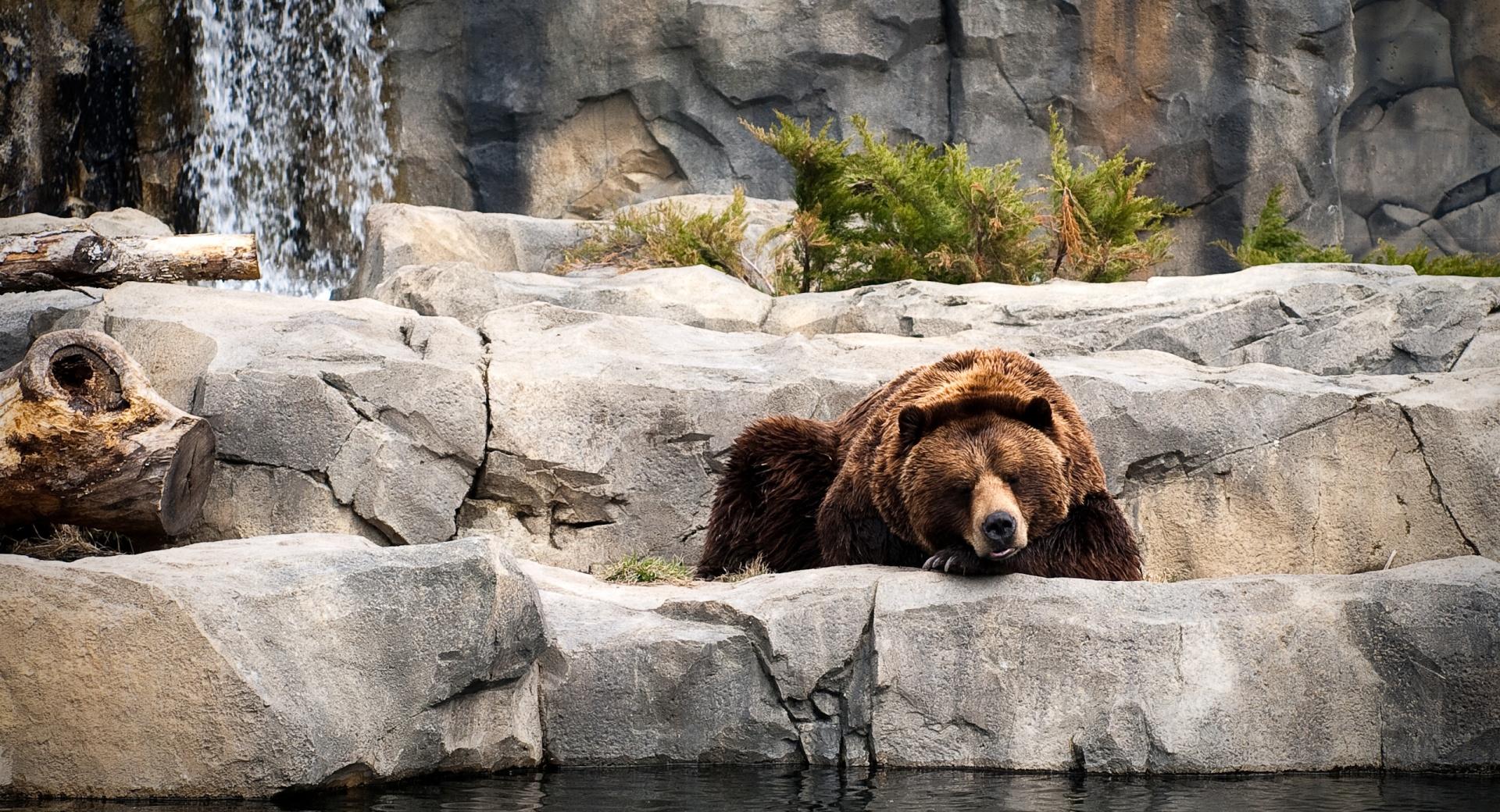 Grizzly Bear, Zoo wallpapers HD quality