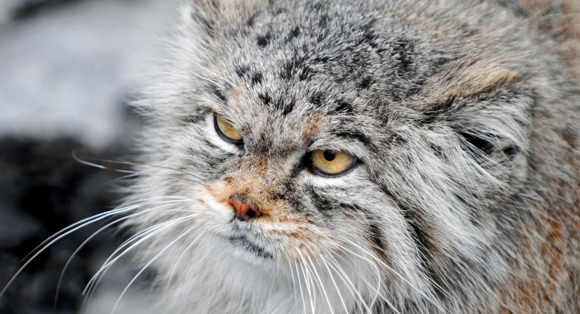 Grumpy Manul at 1280 x 960 size wallpapers HD quality