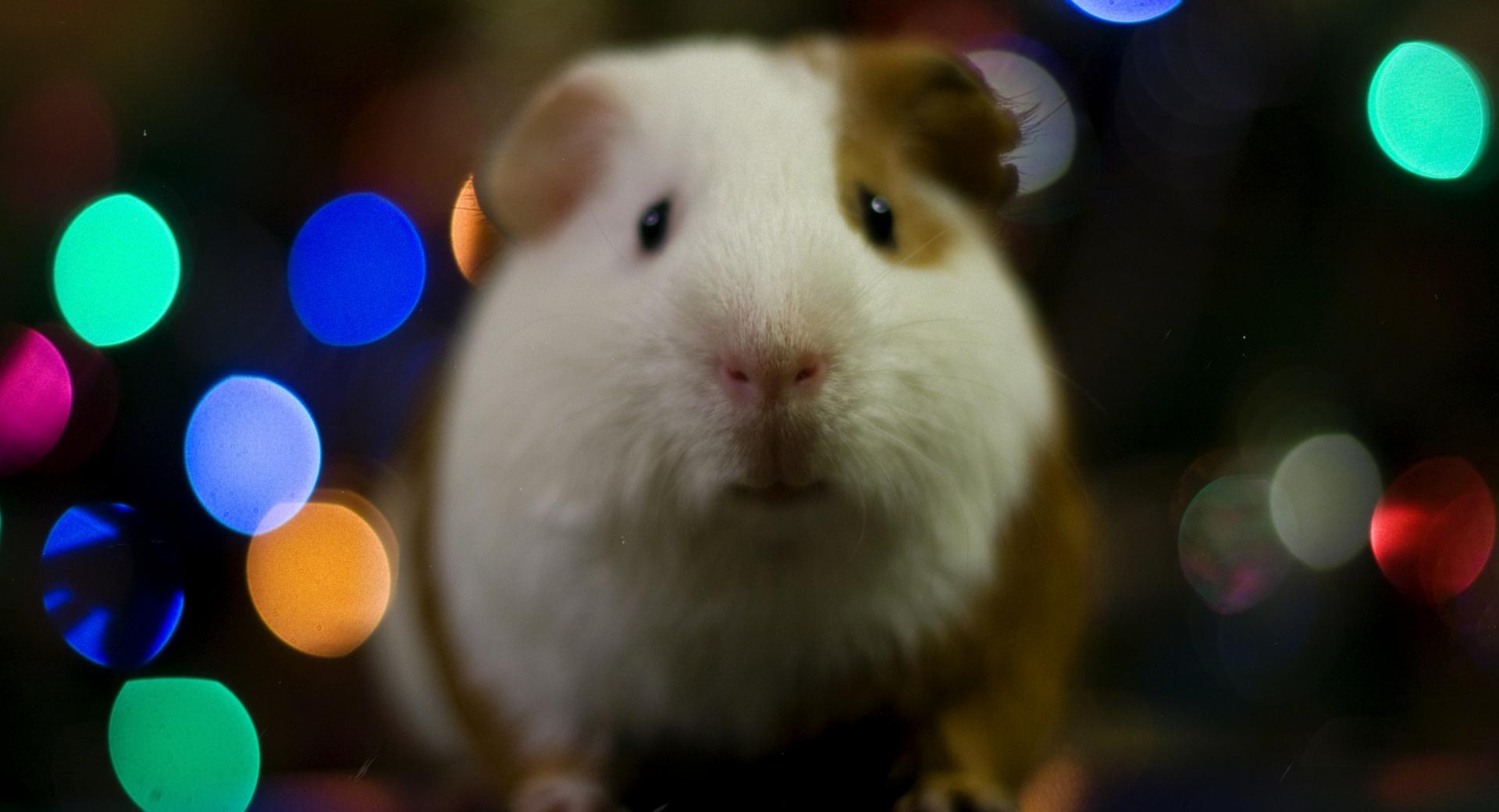 Guinea Pig Christmas at 1280 x 960 size wallpapers HD quality