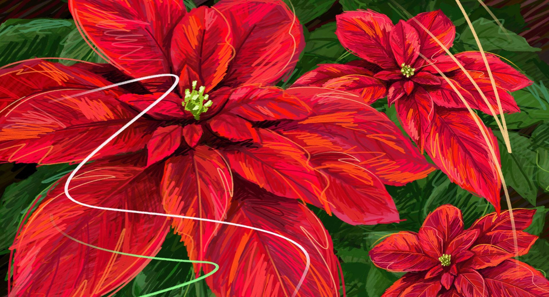 Hand Drawn Poinsettia at 640 x 960 iPhone 4 size wallpapers HD quality