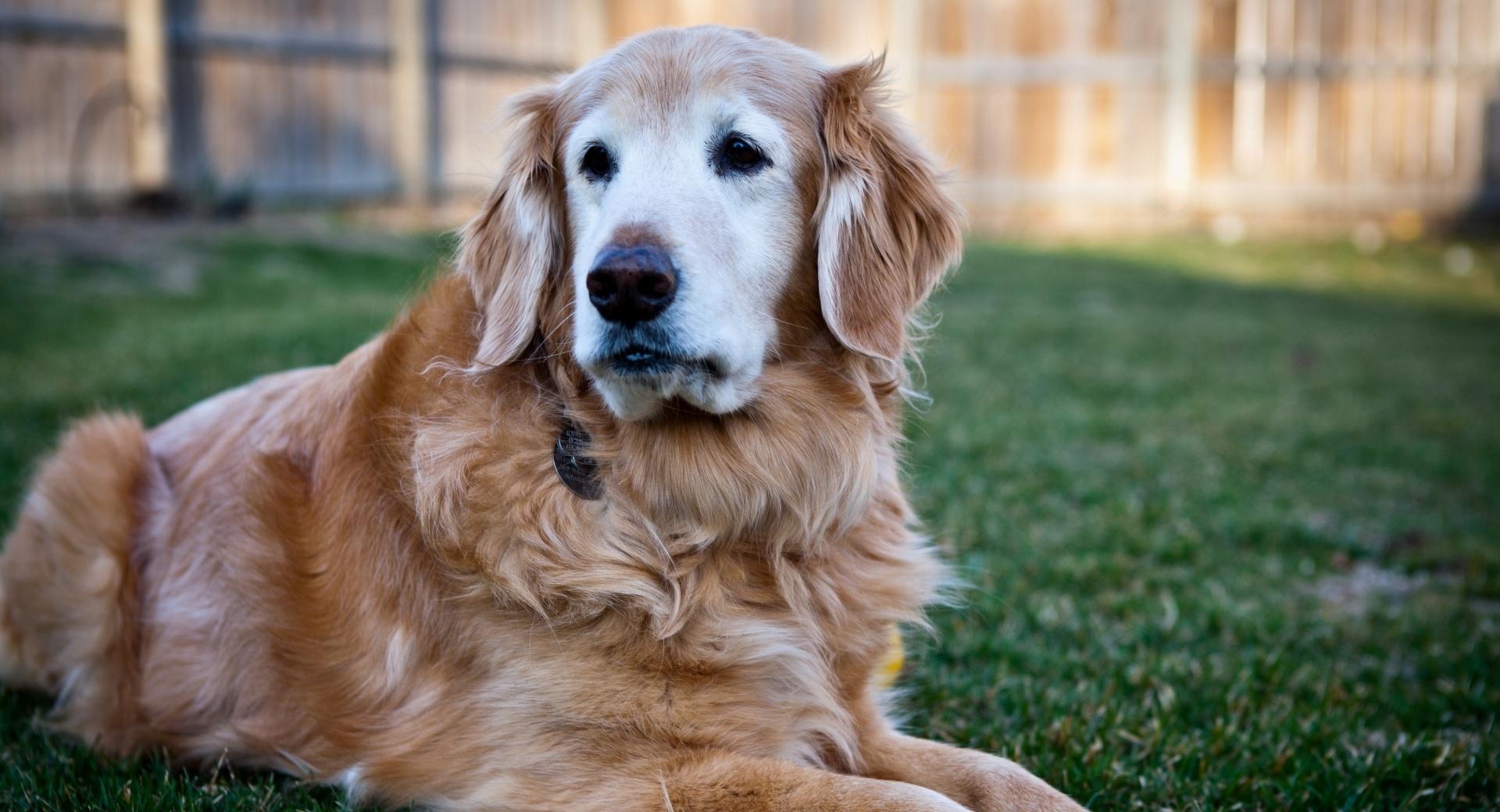 Handsome Golden Retriever at 1152 x 864 size wallpapers HD quality