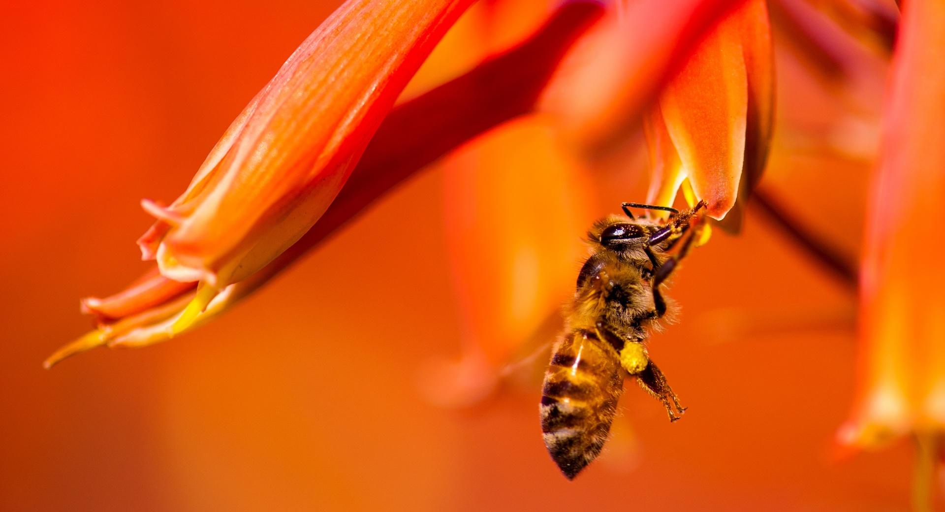 Hard-working HoneyBee at 1024 x 1024 iPad size wallpapers HD quality