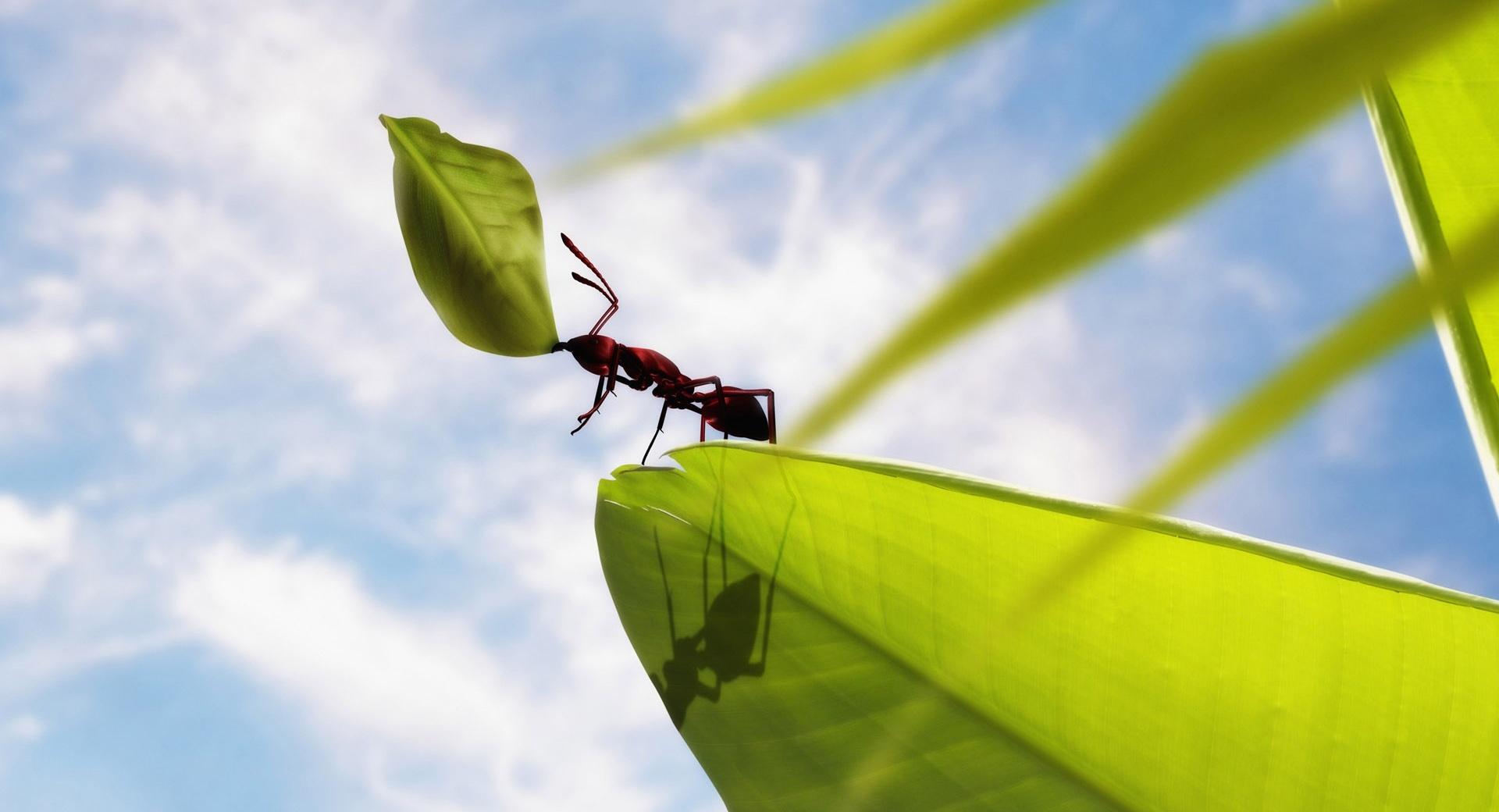 Hardworking Ant at 320 x 480 iPhone size wallpapers HD quality