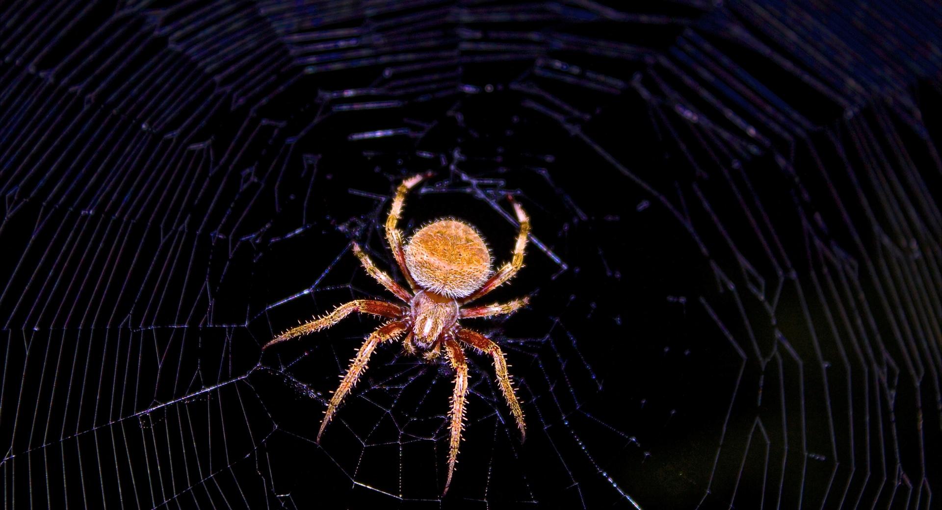 Hentzs Orbweaver at 1152 x 864 size wallpapers HD quality