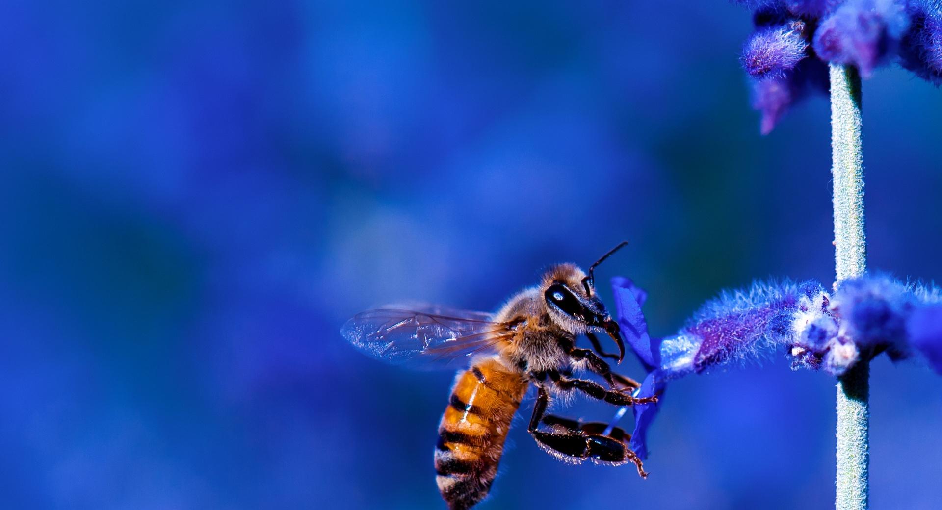 Honey Bee, Blue Lavender Flowers wallpapers HD quality