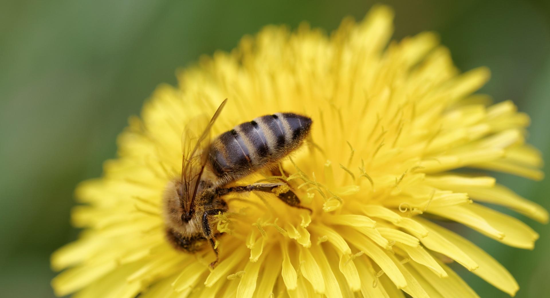 Honey Bee, Honigbiene at 1024 x 1024 iPad size wallpapers HD quality