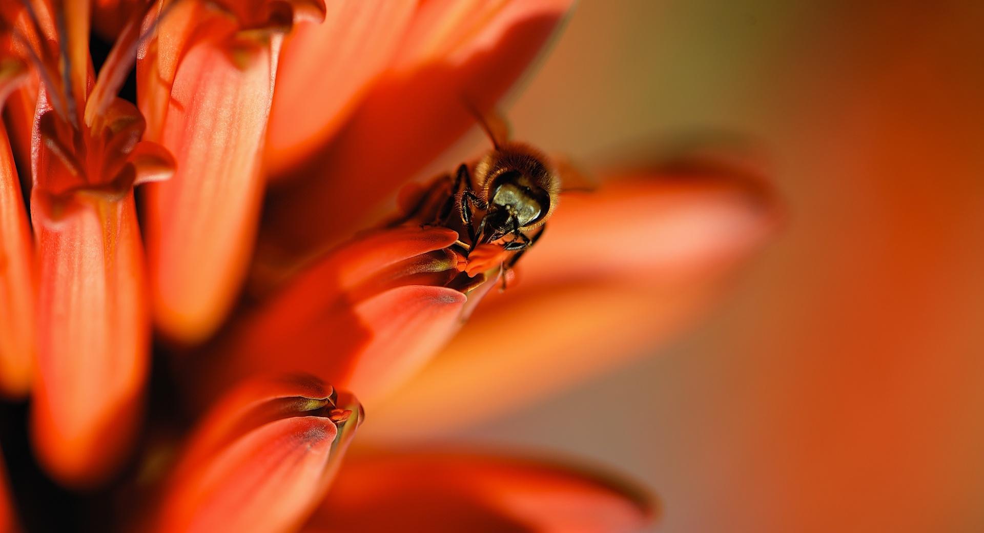 Honey Bee, Red Aloe Flower at 1024 x 768 size wallpapers HD quality