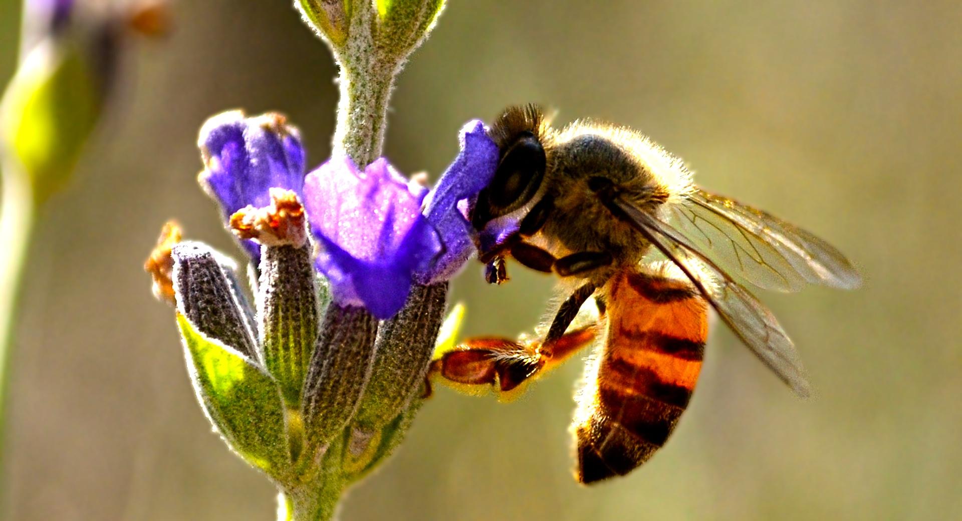 Honey Bee wallpapers HD quality